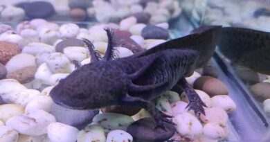 axolotl fest