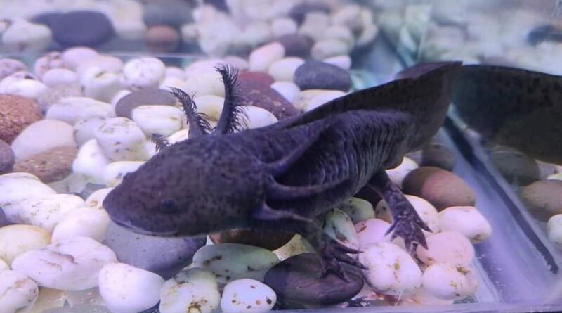 axolotl fest