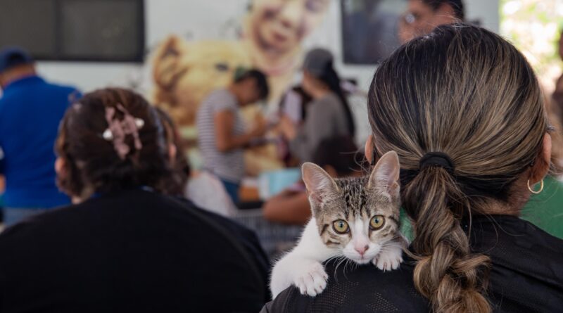 Campaña de esterilización