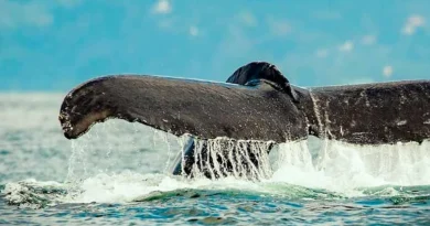 avistamiento ballenas