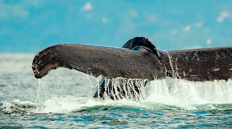 avistamiento ballenas