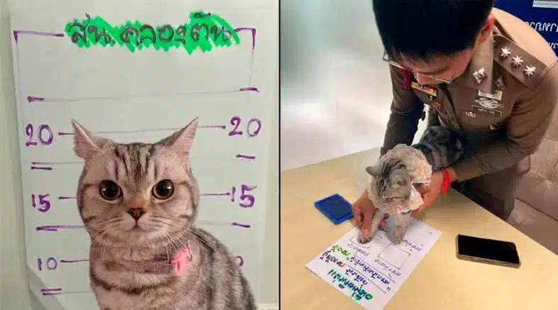 En Tailandia arrestan a Gata por “atacar” a policías