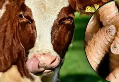 Gusano barrenador, ocasiona pérdidas millonarias