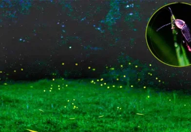 Tlalpujahua, además de esferas, luciérnagas fascinantes.