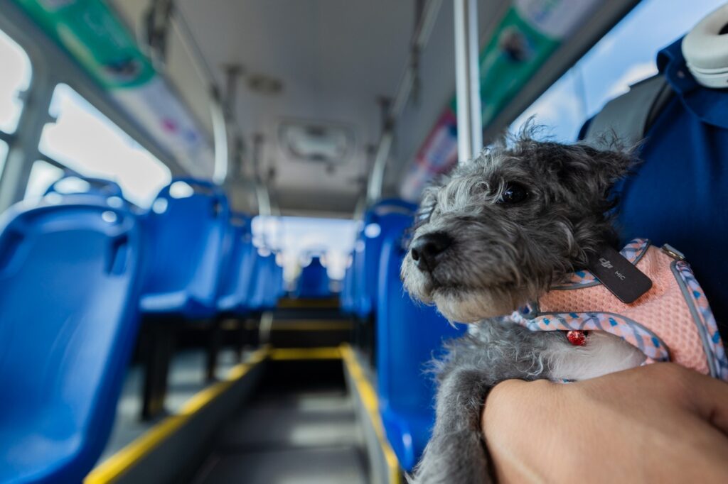 pet friendly qrobus