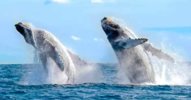 avistamientos california