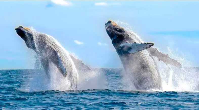 avistamientos california