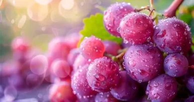 Flavonoides, protegen al cerebro de la demencia