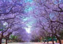 Jacarandas del Brasil para México