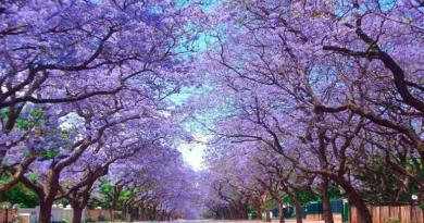Jacarandas del Brasil para México