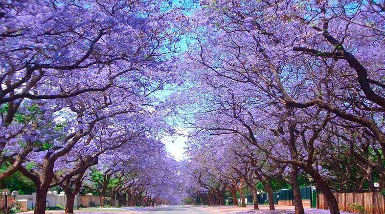 Jacarandas del Brasil para México