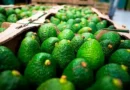 EUA aguacates Mich