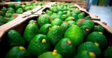 EUA aguacates Mich