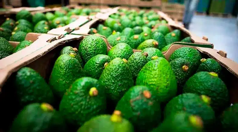 EUA aguacates Mich
